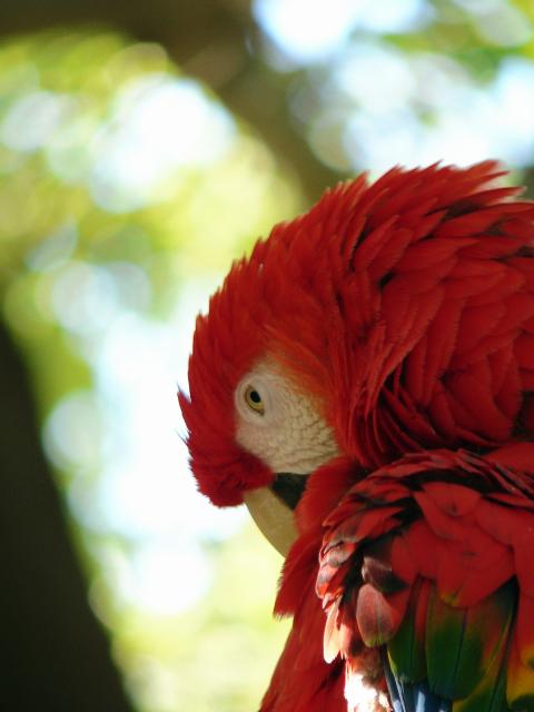 Macaw