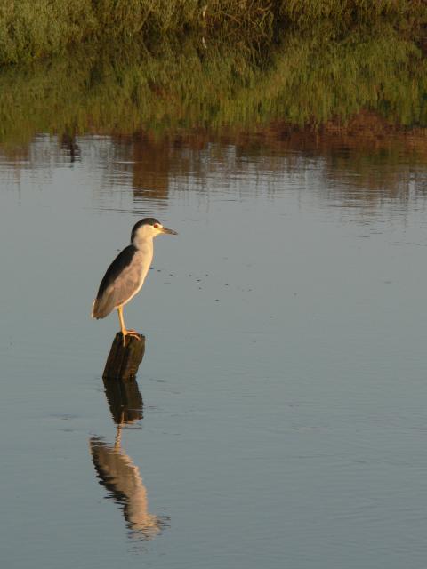 Black-Crowned Night Heron