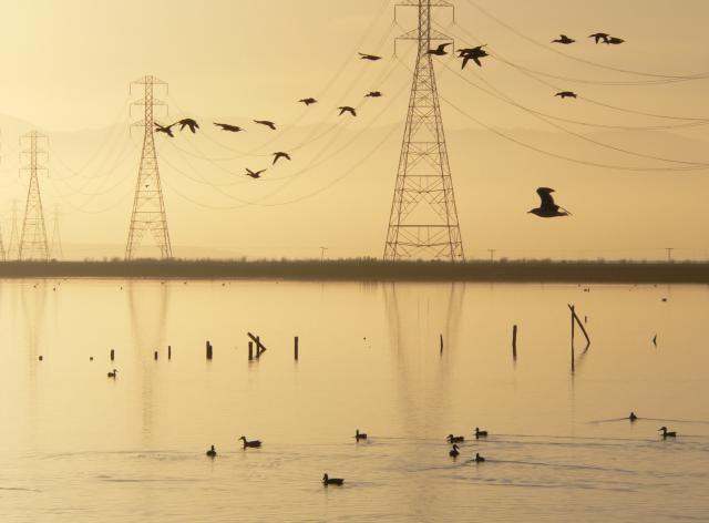 Birds and Power Lines