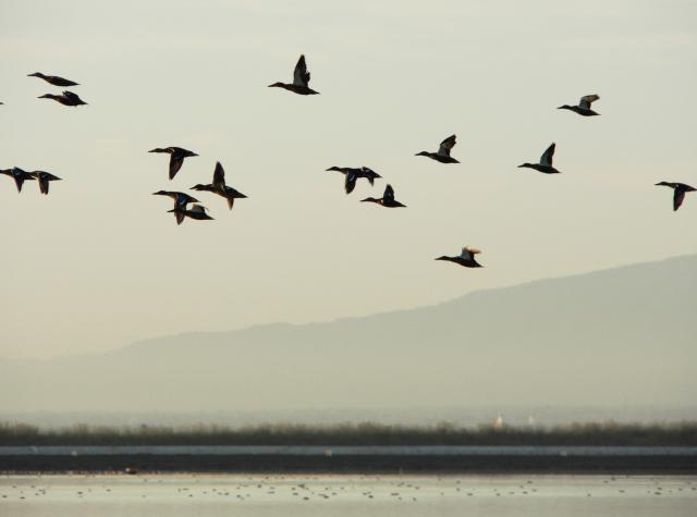 Ducks in Flight