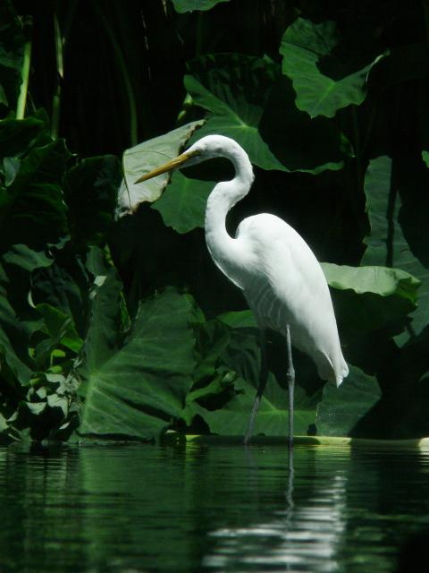 Great Egret