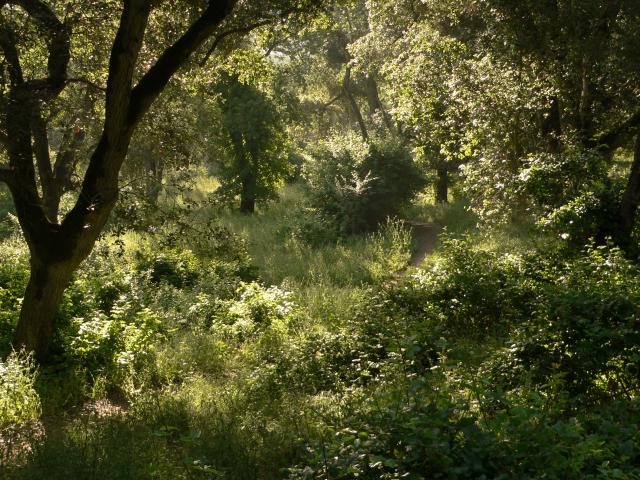 Augustin Bernal Park Landscape