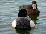 Greater Scaup