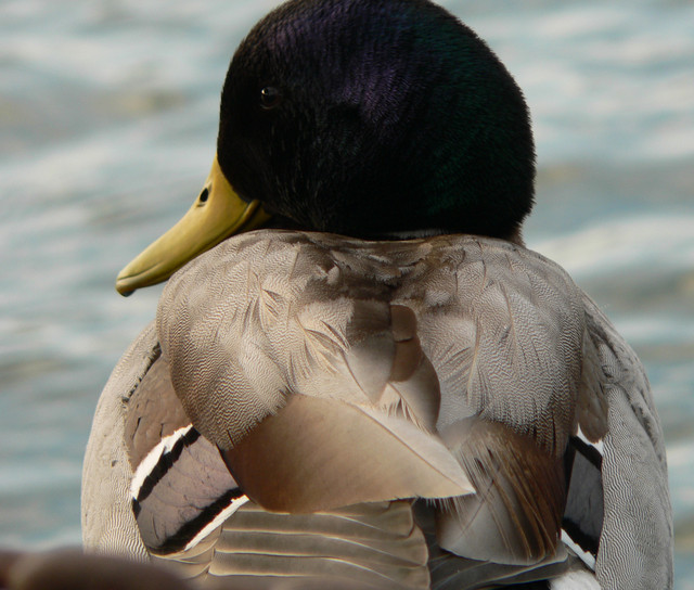 Mallard
