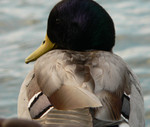 Mallard