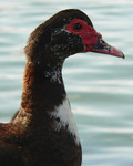 Muscovy Duck