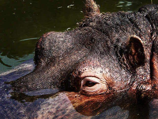Hippopotamus