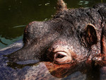 Hippopotamus