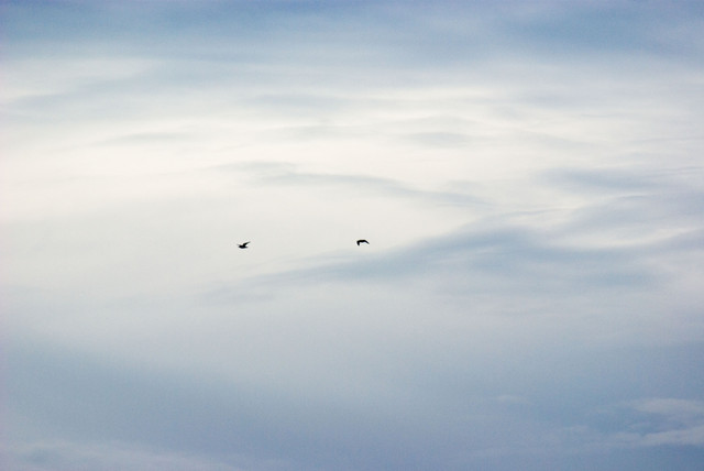 Two Gulls