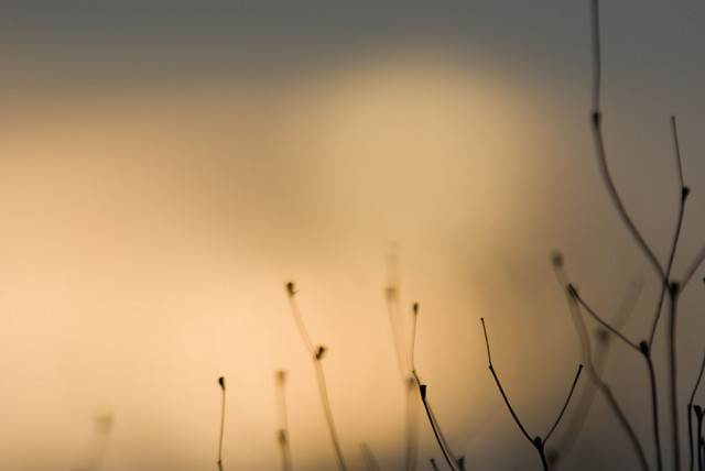 Light on Water through Plants