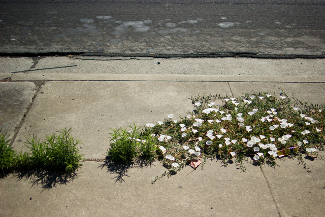 Sidewalk Flowers