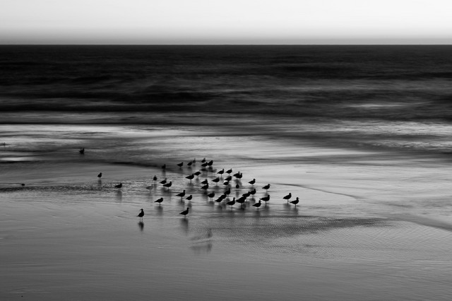 Gulls at the Sutro Baths