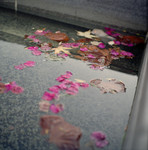 Floating Leaves and Petals
