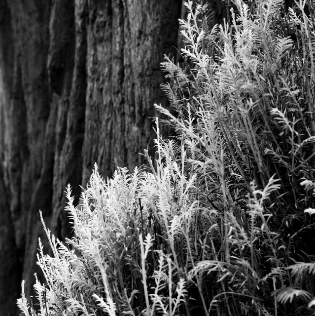 Foliage, Muir Woods