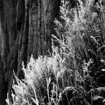 Foliage, Muir Woods