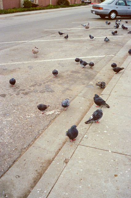 Pigeons