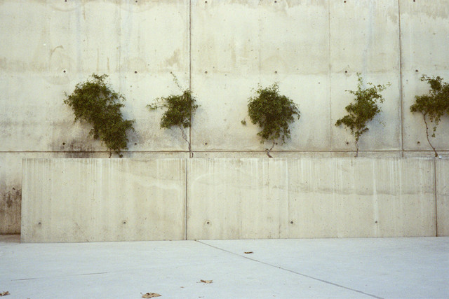 City Hall Landscaping