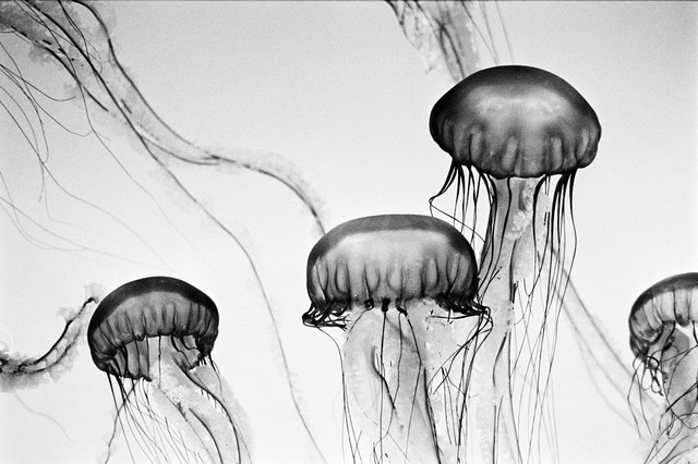 Jellies #1