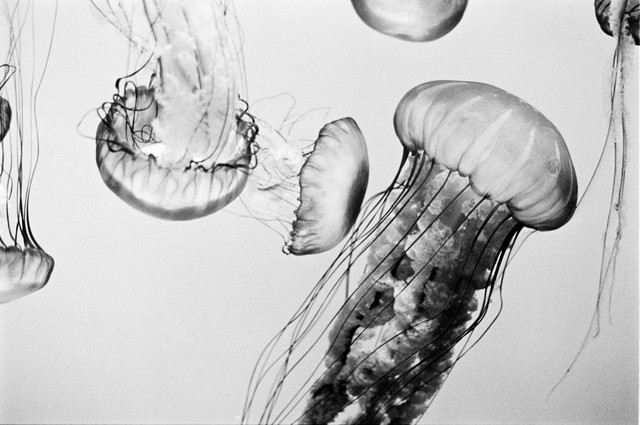 Jellies #2