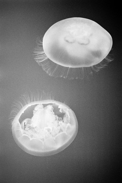 Jellies #4