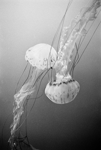 Jellies #5