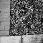 A Few Bright Flowers