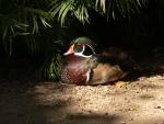 Wood Duck