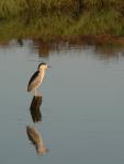 Black-Crowned Night Heron