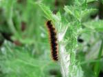 Caterpillar